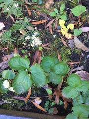 Fragaria × ananassa