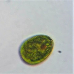 Lepocinclis salina