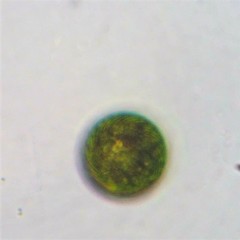 Lepocinclis salina