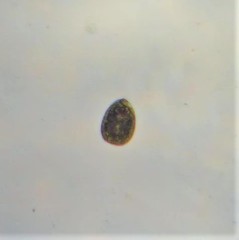 Lepocinclis salina