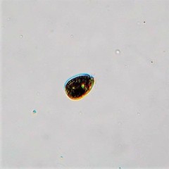 Lepocinclis salina