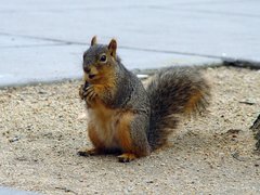Sciurus niger