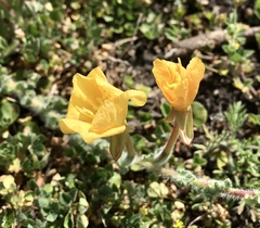 Oenothera mollissima