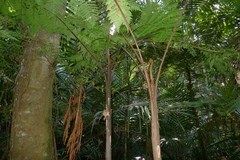Cyathea alata