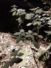 Notholithocarpus