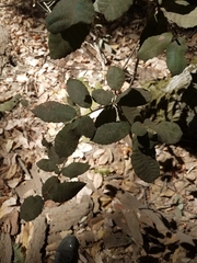 Notholithocarpus