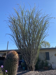 Fouquieria splendens