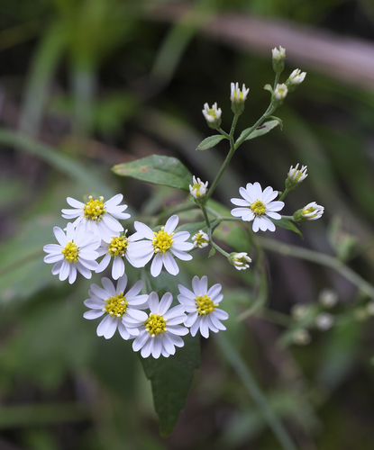 Aster sugimotoi iNat (3)