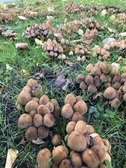 Coprinellus micaceus