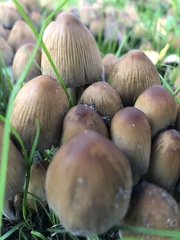 Coprinellus micaceus