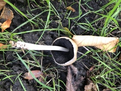 Coprinellus micaceus