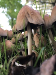 Coprinellus micaceus