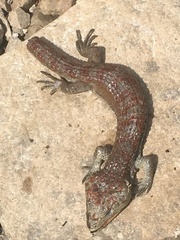 Abronia lythrochila