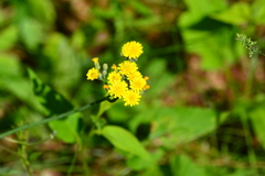 Pilosella piloselloides