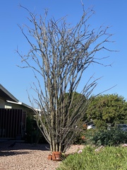 Fouquieria splendens