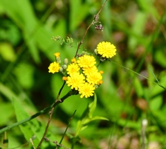 Pilosella piloselloides