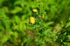 Pilosella piloselloides