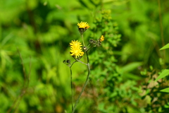 Pilosella piloselloides