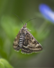 Pyrausta despicata