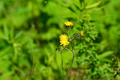 Pilosella piloselloides