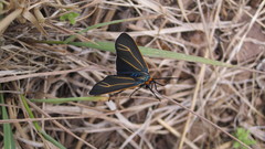 Ctenucha