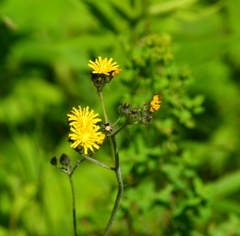 Pilosella piloselloides