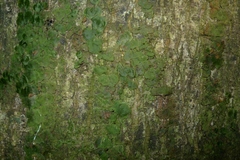 Trichomanes tahitense