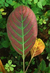 Hymenodictyon