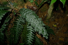 Blechnum opacum