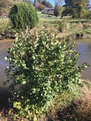 Griselinia littoralis