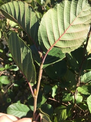 Griselinia littoralis