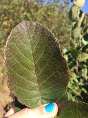Griselinia littoralis