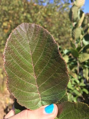Griselinia littoralis