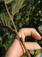 Griselinia littoralis
