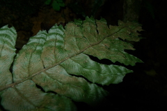Blechnum opacum