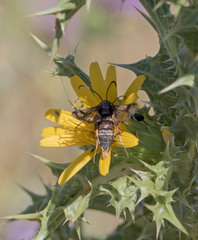 Pyropteron doryliformis