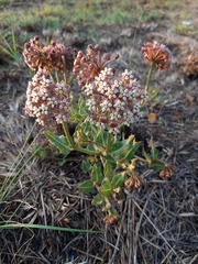 Asclepias adscendens