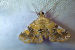 Elophila nebulosalis