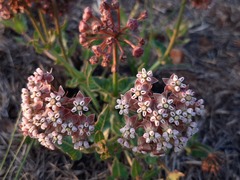 Asclepias adscendens