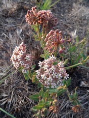 Asclepias adscendens