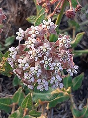 Asclepias adscendens