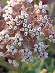 Asclepias adscendens