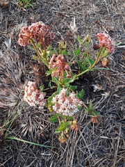 Asclepias adscendens