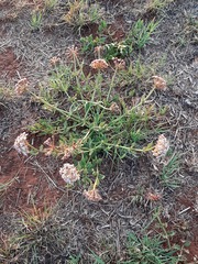 Asclepias adscendens
