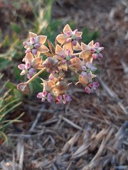 Asclepias adscendens
