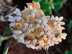 Asclepias adscendens