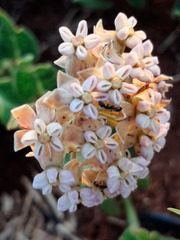 Asclepias adscendens