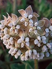 Asclepias adscendens