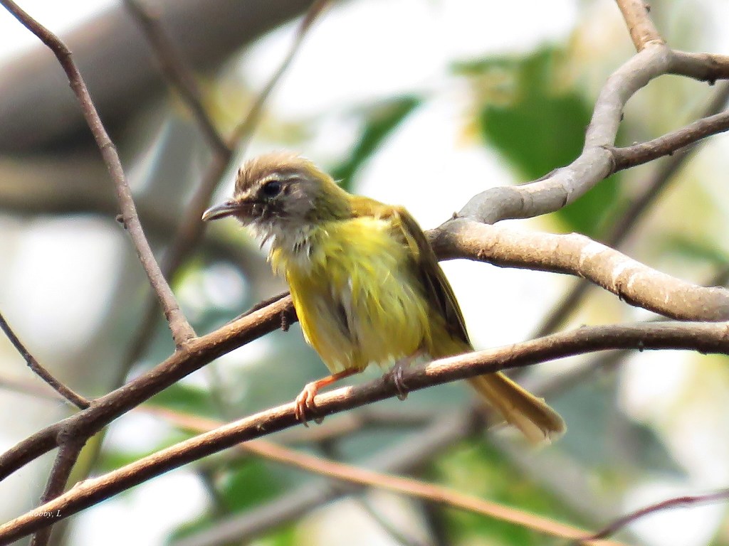 Yellow-Bellied Warbler