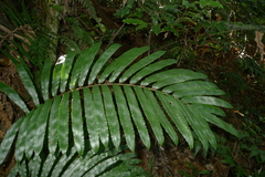 Blechnum chauliodontum